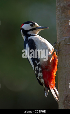 Great Spotted Woodpecker (Dendrocopos major) Banque D'Images