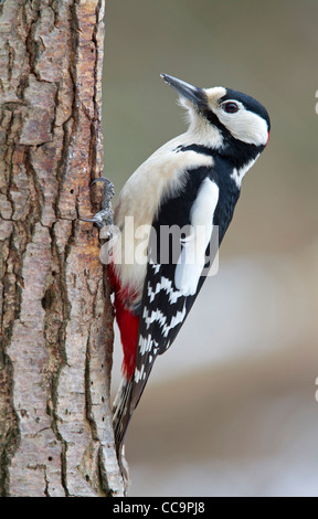 Great Spotted Woodpecker (Dendrocopos major) Banque D'Images
