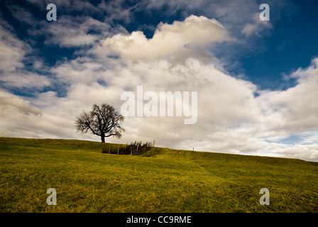 Seul arbre on meadow Banque D'Images