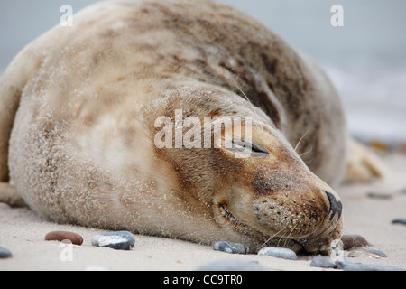 Portrait d'un jeune phoque gris couchage ; Amérique : Halichoerus grypus Banque D'Images