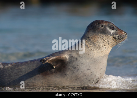 Sceau commun ; Amérique : Phoca vitulina ; le phoque commun, le phoque commun Banque D'Images