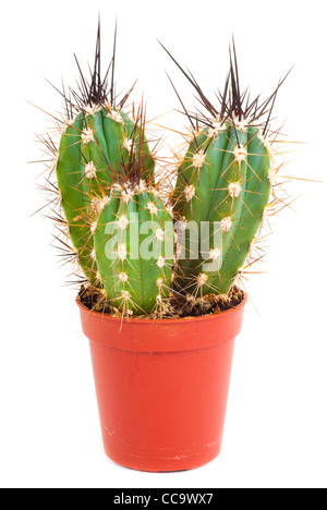 Petit cactus en petit pot isolé sur fond blanc Banque D'Images