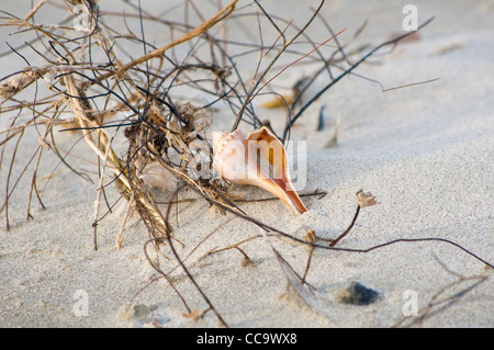 Petit coquillage sur la plage, dans le sable de pose Banque D'Images