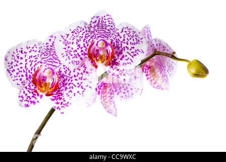 Orchidée phalaenopsis isolé sur fond blanc. Banque D'Images