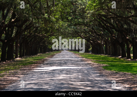 Avenue coloniale de live Oaks, site historique d'État Wormsloe, Skidaway Road, Savannah, Géorgie Banque D'Images