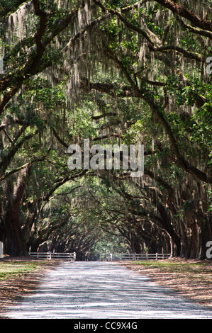 Avenue coloniale de live Oaks, site historique d'État Wormsloe, Skidaway Road, Savannah, Géorgie Banque D'Images