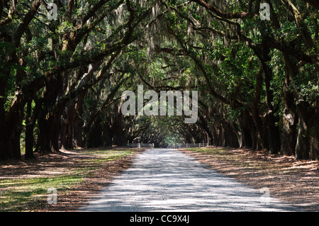 Avenue coloniale de live Oaks, site historique d'État Wormsloe, Skidaway Road, Savannah, Géorgie Banque D'Images