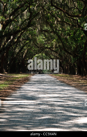 Avenue coloniale de live Oaks, site historique d'État Wormsloe, Skidaway Road, Savannah, Géorgie Banque D'Images