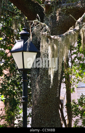 Street Light, Live Oak & mousse espagnole, Chippewa Square, Savannah, Géorgie Banque D'Images