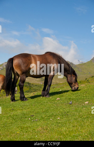 La Norvège, Nordland, archipel des Lofoten, borgelva. 'Fjord Horse' dans les pâturages, race de cheval norvégien. Banque D'Images