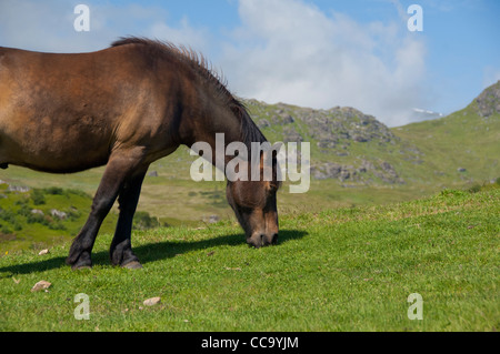 La Norvège, Nordland, archipel des Lofoten, borgelva. 'Fjord Horse' dans les pâturages, race de cheval norvégien. Banque D'Images