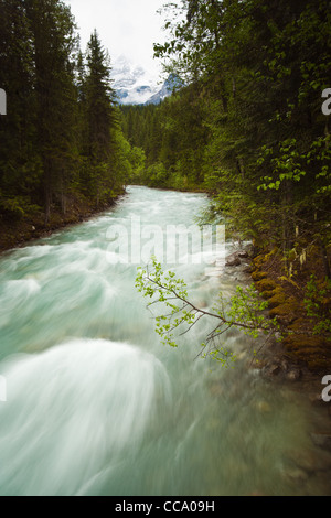 Une vitesse d'obturation lente image d'un torrent de montagne en Colombie-Britannique, Canada. Banque D'Images