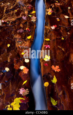 Les feuilles d'automne à la fissure à l'extérieur du métro à Zion National Park, Utah. Banque D'Images