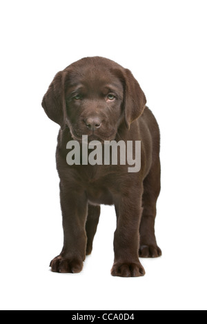Chiot labrador chocolat devant un fond blanc Banque D'Images
