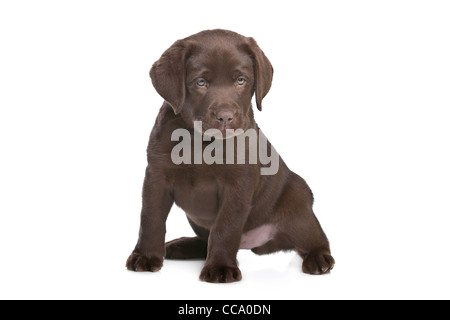 Chiot labrador chocolat devant un fond blanc Banque D'Images