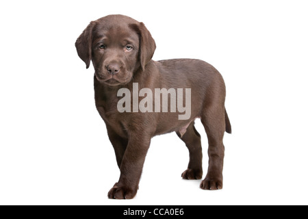 Chiot labrador chocolat devant un fond blanc Banque D'Images