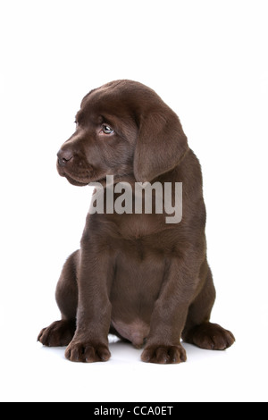 Chiot labrador chocolat devant un fond blanc Banque D'Images