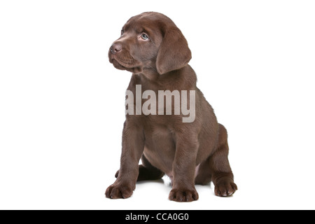Chiot labrador chocolat devant un fond blanc Banque D'Images