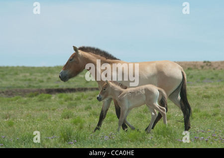 Cheval de Przewalski-mare et poulain (Equus ferus przewalskii) Banque D'Images