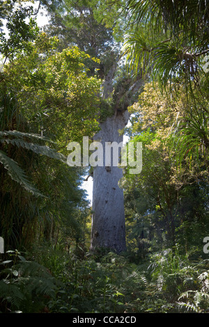 La Nouvelle-Zélande. Tane Mahuta, plus gros arbre Kauri. Banque D'Images