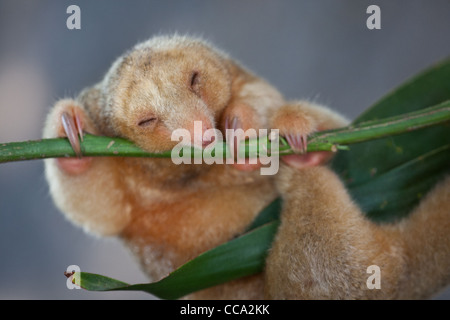 Panama faune avec une anteater soyeuse, CYCLOPES didactylus, dans une forêt près de Penonome dans la province de Cocle, République du Panama, Amérique centrale. Banque D'Images