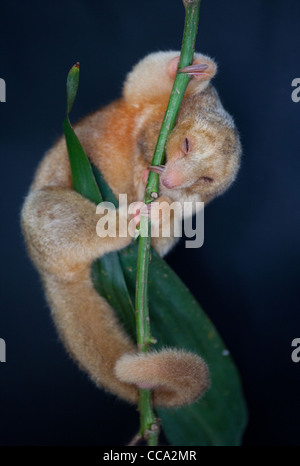 Panama faune avec une anteater soyeuse, CYCLOPES didactylus, dans une forêt près de Penonome dans la province de Cocle, République du Panama, Amérique centrale. Banque D'Images