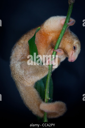 Panama faune avec une anteater soyeuse, CYCLOPES didactylus, dans une forêt près de Penonome dans la province de Cocle, République du Panama, Amérique centrale. Banque D'Images