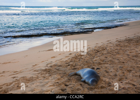 Le phoque moine hawaiien sur Ke'e Beach au début de la Côte de Na Pali, Kauai, Hawaï. Banque D'Images