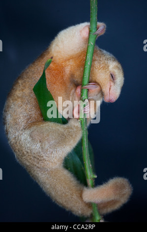 Panama faune avec une anteater soyeuse, CYCLOPES didactylus, dans une forêt près de Penonome dans la province de Cocle, République du Panama, Amérique centrale. Banque D'Images