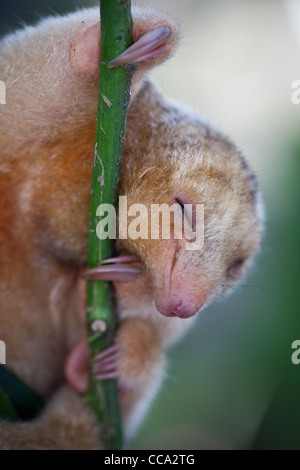 Panama faune avec une anteater soyeuse, CYCLOPES didactylus, dans une forêt près de Penonome dans la province de Cocle, République du Panama, Amérique centrale. Banque D'Images