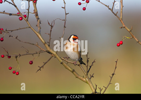 Seul Chardonneret jaune Carduelis carduelis perché sur les baies d'aubépine contre un ciel bleu Banque D'Images