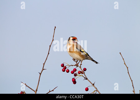 Seul Chardonneret jaune Carduelis carduelis perché sur les baies d'aubépine contre un ciel bleu Banque D'Images