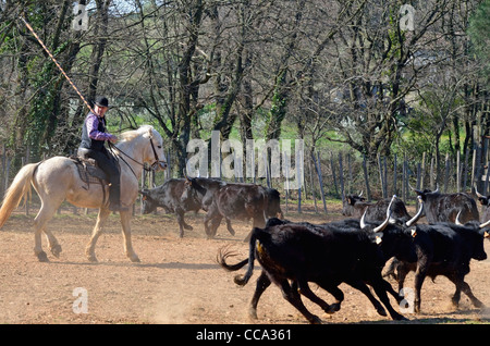 Camargue Gardian (cowboys) sur l'assemblage dans l'enclos des taureaux, Camargue, France Banque D'Images