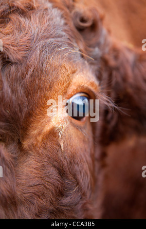 Devon rouge vache ; close up de l'oeil et de la tête Banque D'Images