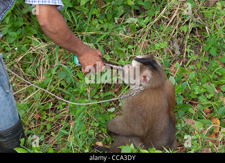 Formés pour récolter des noix de coco un porc macaque à queue Macaca nemestrina Thaïlande centrale Banque D'Images