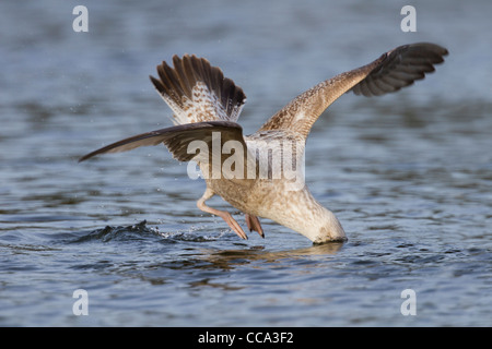 Goéland argenté, Larus argentatus ; premier hiver, Cornwall, UK Banque D'Images