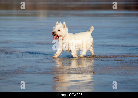 West Highland White Terrier ; sur la plage ; UK Banque D'Images