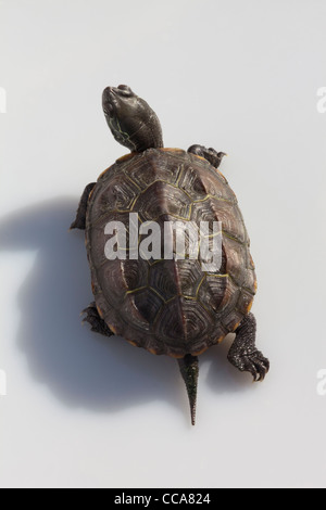 Reeve (Chinemys reevesi). La marche à pied. Banque D'Images