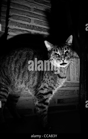 Chat domestique Banque D'Images