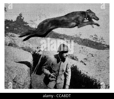 Liaison 1916 messenger dog animal canin mans meilleur ami générale message tranchée de communication fossé saut saut fusil Banque D'Images