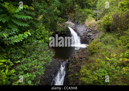 Le long du sentier Pipiwai au-dessus de l'Ohe'o Gulch - aka sept piscines sacré, Haleakala National Park, près de Hana, Maui, Hawaii. Banque D'Images