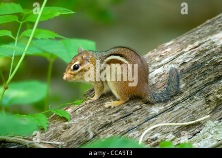 Le Tamia rayé Tamias striatus Springfield, Missouri, United States 2 juin Sciuridae Adultes Banque D'Images