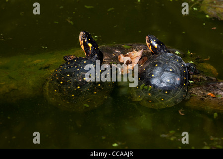 Les tortues ponctuées d'Amérique du nord (Clemmys guttata). Repos et sur le point de sortir de l'eau sur un journal. Banque D'Images
