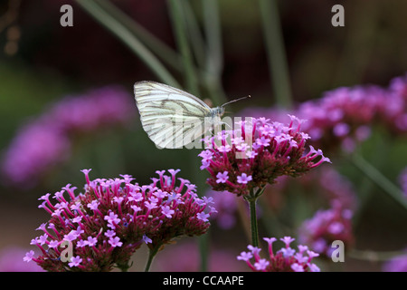 Papillon blanc veiné vert sur Clustertop Verveine Banque D'Images