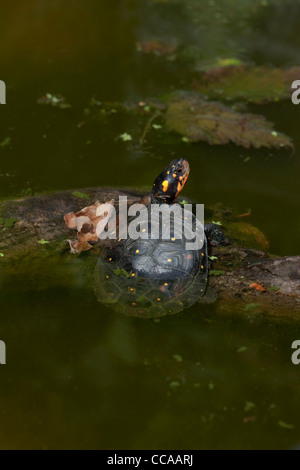 L'Amérique du Nord (la tortue ponctuée Clemmys guttata). Banque D'Images