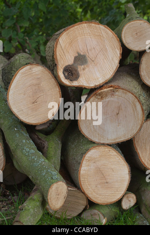 Sycomore (Acer pseudoplatanus). Grumes coupées récemment montrant des coupes transversales de branches avec des anneaux de croissance. Banque D'Images