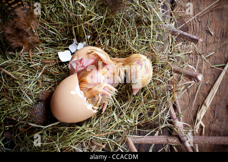 Dernier effort d'un petit jaune d'incubation de poulet Banque D'Images