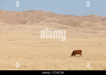 Free Range Red Angus cow dans champ herbe sèche - Coalinga, California USA Banque D'Images