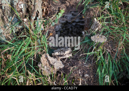 Buzzard Pernis apivorus (miel), prises à partir d'un peigne de guêpes (Vespula sp.) nid, au-dessous du sol. Le Norfolk. Banque D'Images