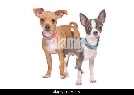 Un mélange de Chihuahua et de Pincher miniature devant un fond blanc Banque D'Images